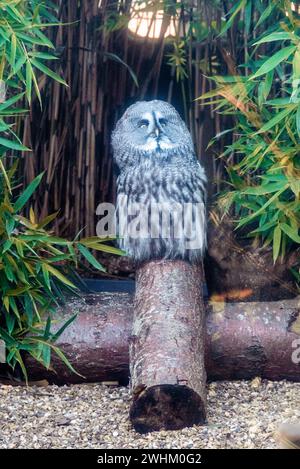 Große graue Eule im Zoo von Colchester Stockfoto