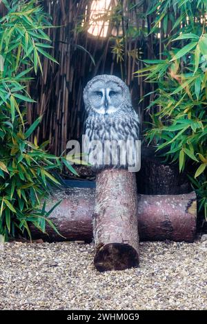 Große graue Eule im Zoo von Colchester Stockfoto