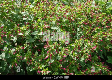 Mirabilis jalapa, vier Uhr Blume Stockfoto