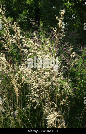 Stipa-Lachenkäse, Speergras Stockfoto