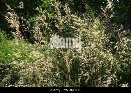 Stipa-Lachenkäse, Speergras Stockfoto