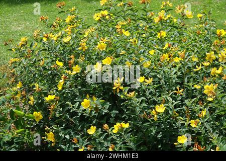 Hypericum patulum var. Henryi, Goldencup St. Johanniskraut Stockfoto