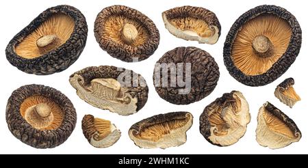 Getrocknete Shiitake-Pilze, isoliert auf weißem Hintergrund Stockfoto