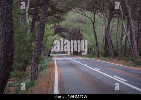 La Mola Wald Stockfoto