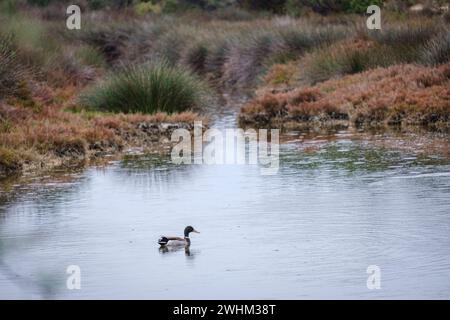 Vogelbeobachtung in Estany Pudent Stockfoto