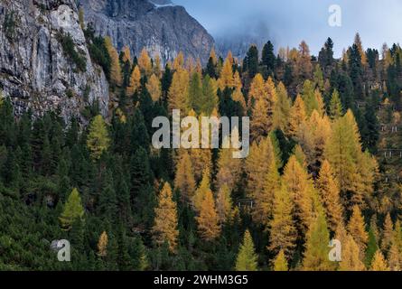 Im Herbst leuchten gelbe Lärchen im Wald am Rand des felsigen Berges. Stockfoto