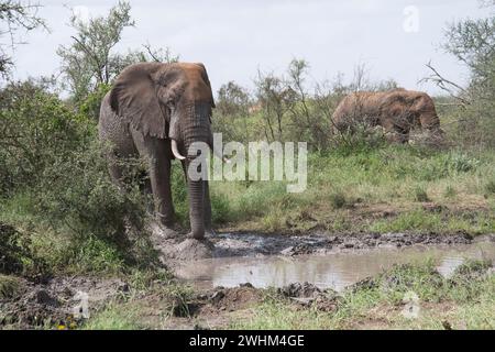 Afrikanischer Elefant (Loxodonta africana), eine kleine Herde, die ein Wasserloch besucht Stockfoto