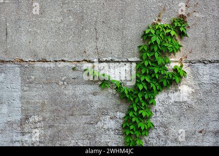 Ivy gegen Betonwand Stockfoto