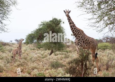 Masai Giraffe (Giraffa camelopardalis) Mutter und Jungkalb Stockfoto
