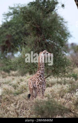 Masai-Giraffe (Giraffa camelopardalis), Jungkalb Stockfoto