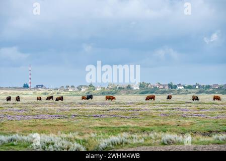 Weiden Stockfoto