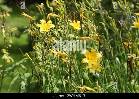 Hemerocallis coreana, koreanische Taglilie Stockfoto