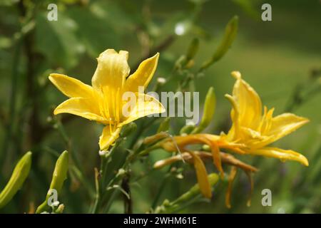 Hemerocallis coreana, koreanische Taglilie Stockfoto