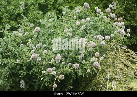 Echinops sphaerocephalus, Drüsendistel Stockfoto