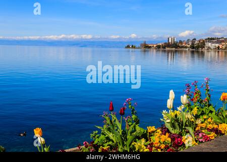 Wunderschöne Aussicht mit farbenfrohen Frühlingsblumen auf die Alpen und den Genfer See in Montreux, Schweiz Stockfoto