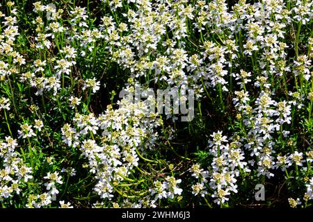 Weiße Blüten des wilden Candytuft (Iberis amara), auch Raketenbonbons und Bitterbonbons genannt Stockfoto