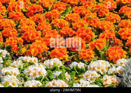 Farbenfrohe Kerzenblüten (Primula Acaulis) auf Blumenbeet im Frühling Stockfoto