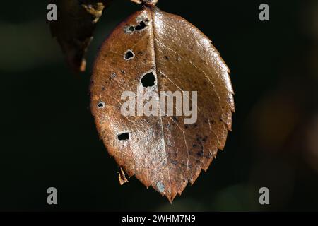 Braunes Herbstblatt in Nahaufnahme. Aufgenommen in Schweden, Skandinavien Stockfoto