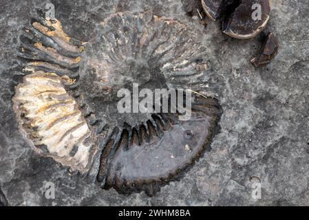 Abdruck im Stein eines alten fossilen Amaniten Stockfoto