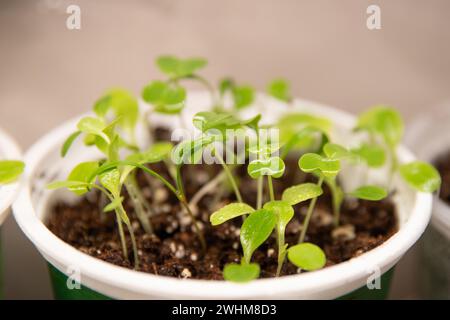 Koriander-Sprossen, selbst angebauter Kräutergarten, Gewächshaus im Haus Stockfoto