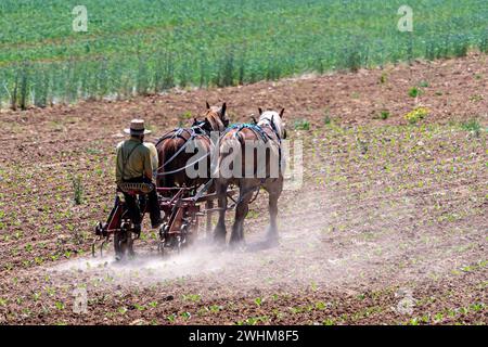 Amish bewirtschaftet die Felder mit seinen zwei Pferden auf seiner Farm Stockfoto