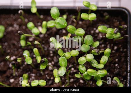 Sonnenblumenmikrogrün, erschwinglicher, hausgemachter Salatgarten Stockfoto