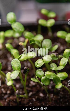 Makro-Sonnenblumen-Mikrogrün, Bio-Produkte, hausgemachte Produkte Stockfoto