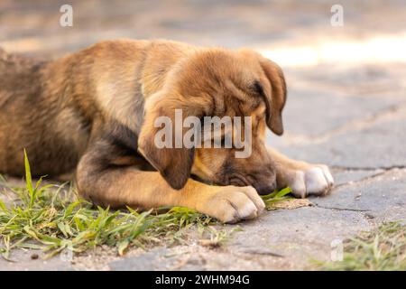 Rette Adoptionshund mit traurigem Blick Stockfoto