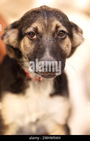 Rettung Adoptionshund mit traurigem Blick, Porträt Stockfoto