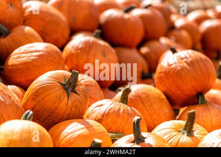 Verschiedene Kürbisse im Herbst im Spreewald in Deutschland Stockfoto