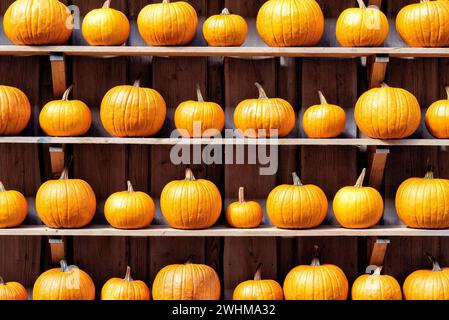 Verschiedene Kürbisse im Herbst im Spreewald in Deutschland Stockfoto