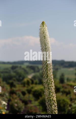 Eine Fuchsschwanzlilie (Eremurus himalaikus, Wüstenkerze) in voller Blüte mit einigen Knospen oben Stockfoto