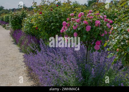 Blick auf den Garten auf Lavendel (lavandula angustifolia) und Katzenminze (nepeta cataria) in voller Blüte unter Rosen, die in verschiedenen Farben blühen Stockfoto