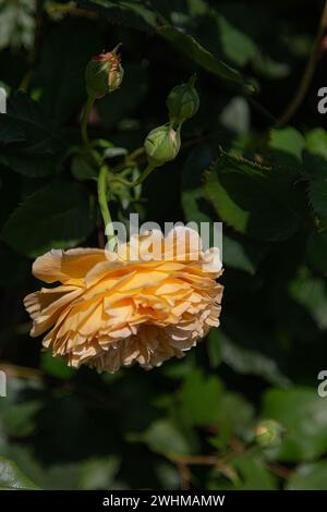 Eine Rose in voller Blüte in Aprikose und Orange mit Knospen und grünen Blättern in teilweise unscharfem Hintergrund Stockfoto