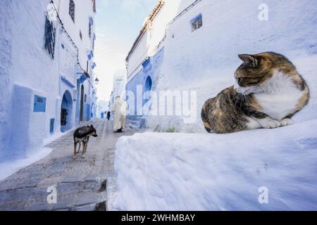 Gato en un callejon azul Stockfoto