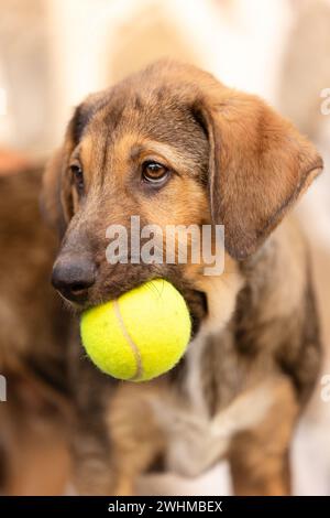 Rette Adoptionshund mit traurigem Look und Tennisball Stockfoto