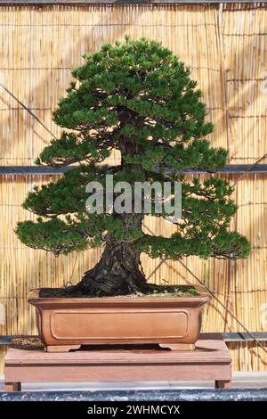 Bonsai-Baum mit fünf Nadelkiefern bei der Bonsai-Show im Schloss Nagoya. Nagoya. Japan Stockfoto