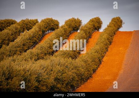 Campo de olivos al atardecer Stockfoto