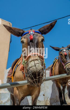 Esel auf der Insel Santorin, Griechenland Stockfoto