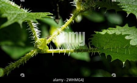 Die neuseeländische Brennnessel, Māori Name ongaonga, sieht bösartig aus und liefert einen sehr schmerzhaften Stich. Aotearoa / Neuseeland. Stockfoto