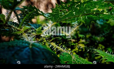 Die neuseeländische Brennnessel, Māori Name ongaonga, sieht bösartig aus und liefert einen sehr schmerzhaften Stich. Aotearoa / Neuseeland. Stockfoto