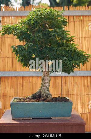 Japanischer Ahornbonsai-Baum bei der Bonsai-Show in Nagoya Castle. Nagoya. Japan Stockfoto