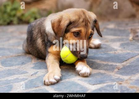 Rette Adoptionshund mit traurigem Look und Tennisball Stockfoto