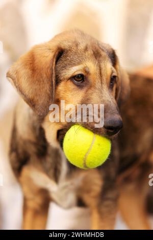 Rette Adoptionshund mit traurigem Look und Tennisball Stockfoto