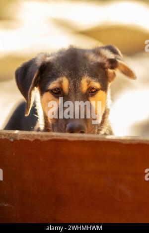 Porträt eines traurigen Hundewelpen im Schutz hinter dem Zaun Stockfoto