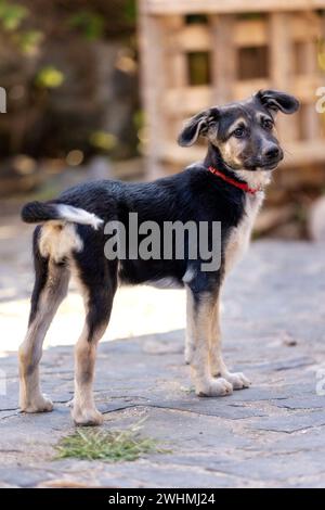 Hundewelpe mit traurigen Augen im Tierheim, Porträt Stockfoto