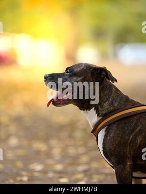 Der braune American Pit Bull Terrier für Erwachsene steht in einem Herbstpark und blickt zur Seite. Stockfoto