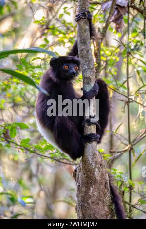 Black Lemur Milne-Edwards's Sifaka, Propithecus edwardsi, Madagaskar Wildtier. Stockfoto