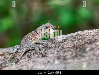 Cuvier's Madagaskar Swift, Oplurus cuvieri, Miandrivazo, Menabe Madagaskar Wildtiere Stockfoto