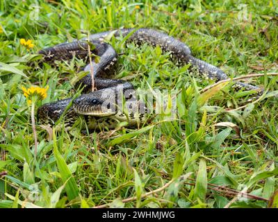 Malagasy Tree Boa, Schlange Sanzinia madagascariensis, Analamazaotra Nationalpark, Madagaskar Stockfoto